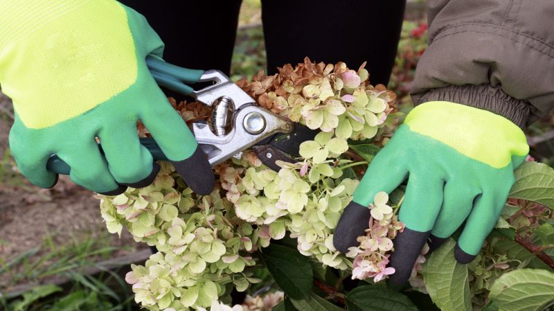 Contact About Hydrangea Pruning