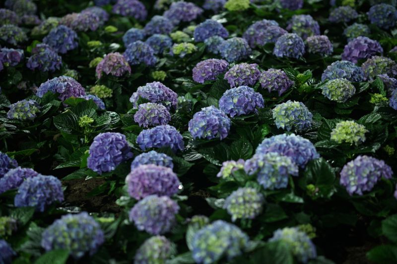 Hydrangea Flower Clusters