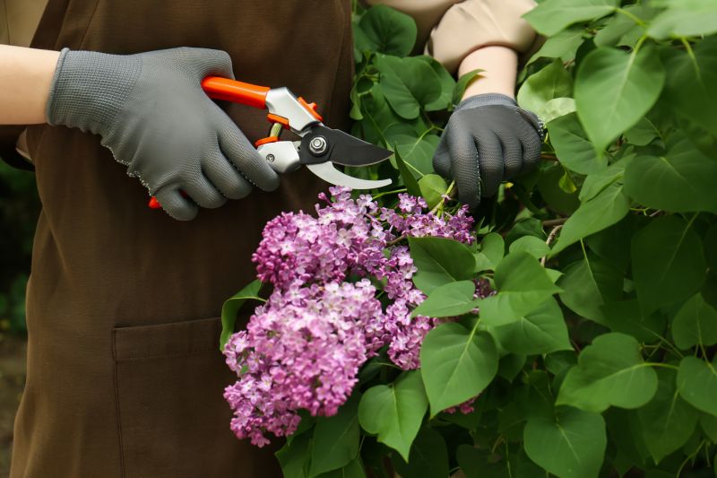 Dormant Hydrangea Bush
