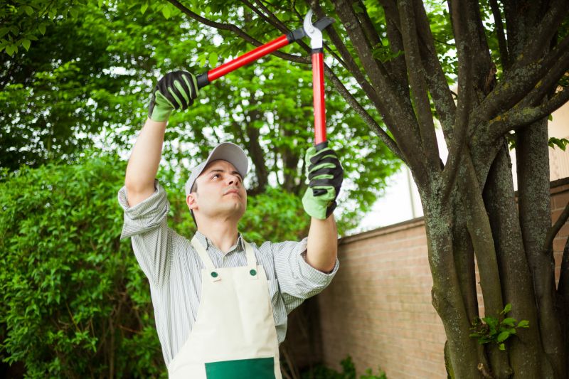 Limb Pruning in San Jose, CA