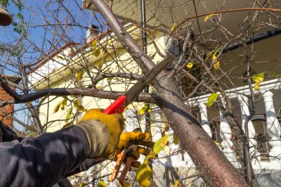 Palm Tree Trimming in Doylestown, PA