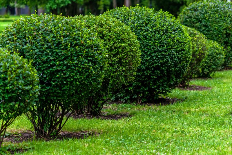Healthy Shrubs Ready for Season