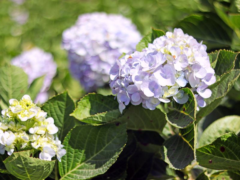 Trimmed Hydrangea Bush