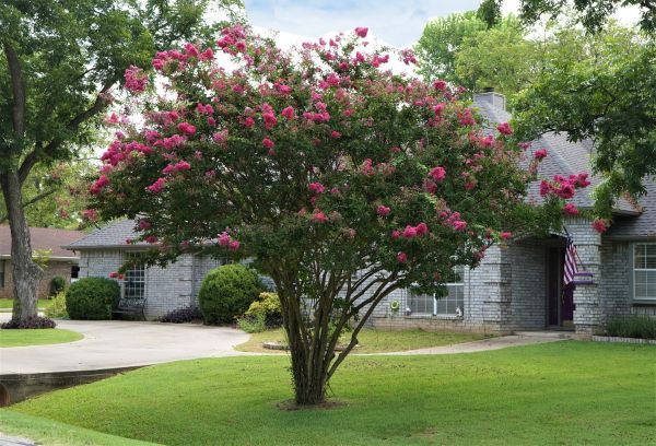 Crepe Myrtle Trimming