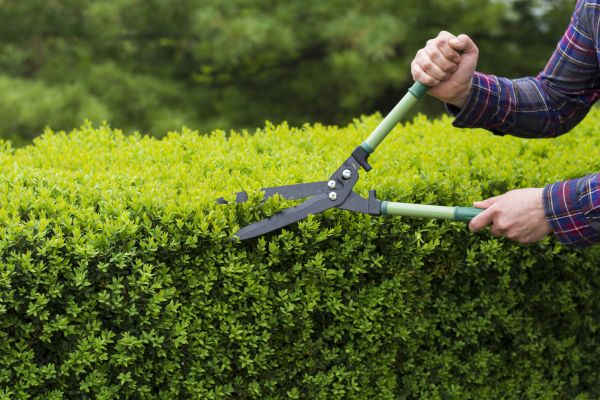 Evergreen Shrub Pruning