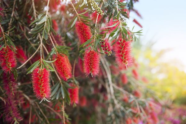 Bottle Brush Trimming