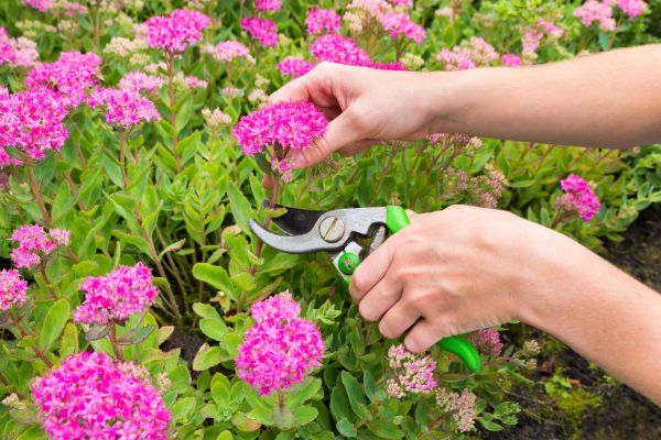 Perennial Pruning
